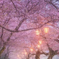 himora sakura(tg)