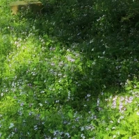 Boboiboy nguyên tố