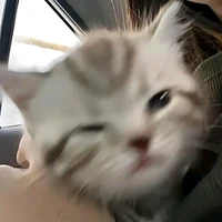 hắc