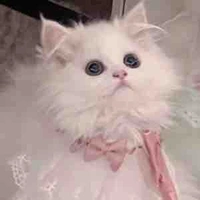 Tác giả (Catz/Di)