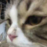 t/g (con tác giả)