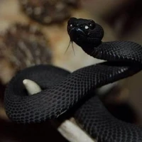 Haru