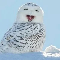bubo scandiacus ._.