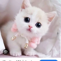 hệ thống mèo cuti (374/370)