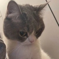 hệ thống meo meo