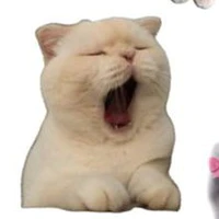 💤