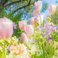 Tác giả Thanh Dư