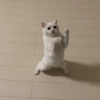 Đát đì