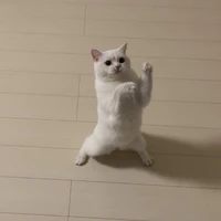 Đát đì