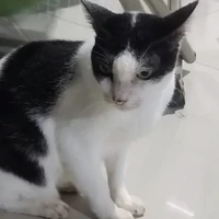 Pô