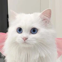 Mèo con