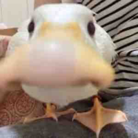 T/g