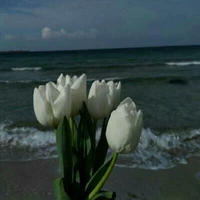 tác giả 🌷