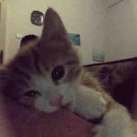 Mew~