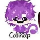 catnap