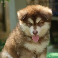 Toki