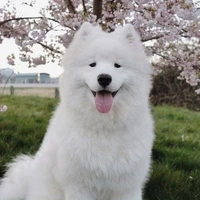 Yuki