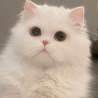 Mr.Bông