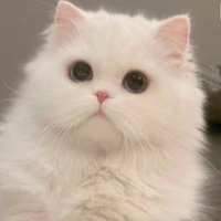 Mr.Bông