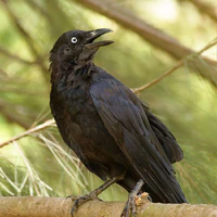 kiku