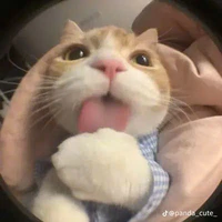 T/g cutii