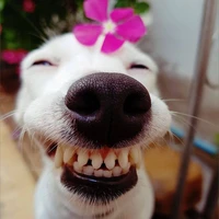 Dương đếch mê boylove