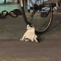 Tác giả ham chơi