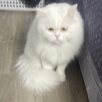 mèo(kitty)