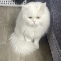 mèo(kitty)