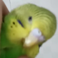 Tác Giả sai đẹp gíu