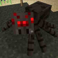 spider