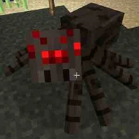 spider