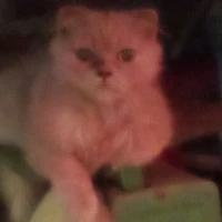 hệ thống ( MIMI)