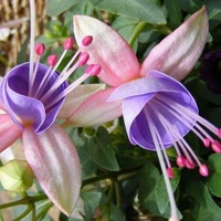 Đa Nhân Vật
