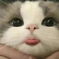 Suki