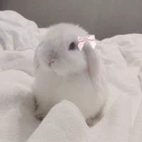 Elixie 🐰