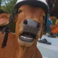 con bo ngu ngoc | kn