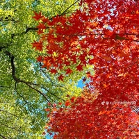 tại sao tôi lại là cái 🌲