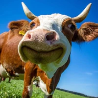 tác giả lụy kiệt trí