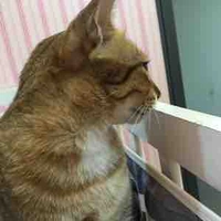 con nhỏ tg nghiện mèo