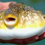 caconpis