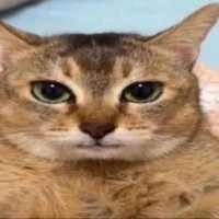 Nhân Tố tên E(idk)