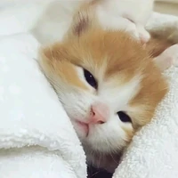 tác giảa
