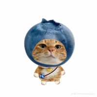 mèo vị việt quất 🫐