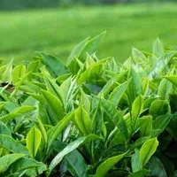 BẠN BÈ CỦA Ả/ CẬU TA