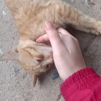 NVP