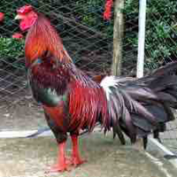Sao kê