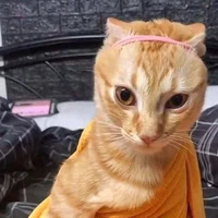 Tác Giả 