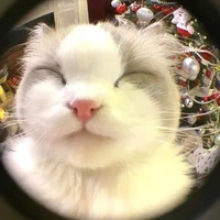 Meow đáng iu - Tác giả nhó