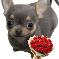 🐿